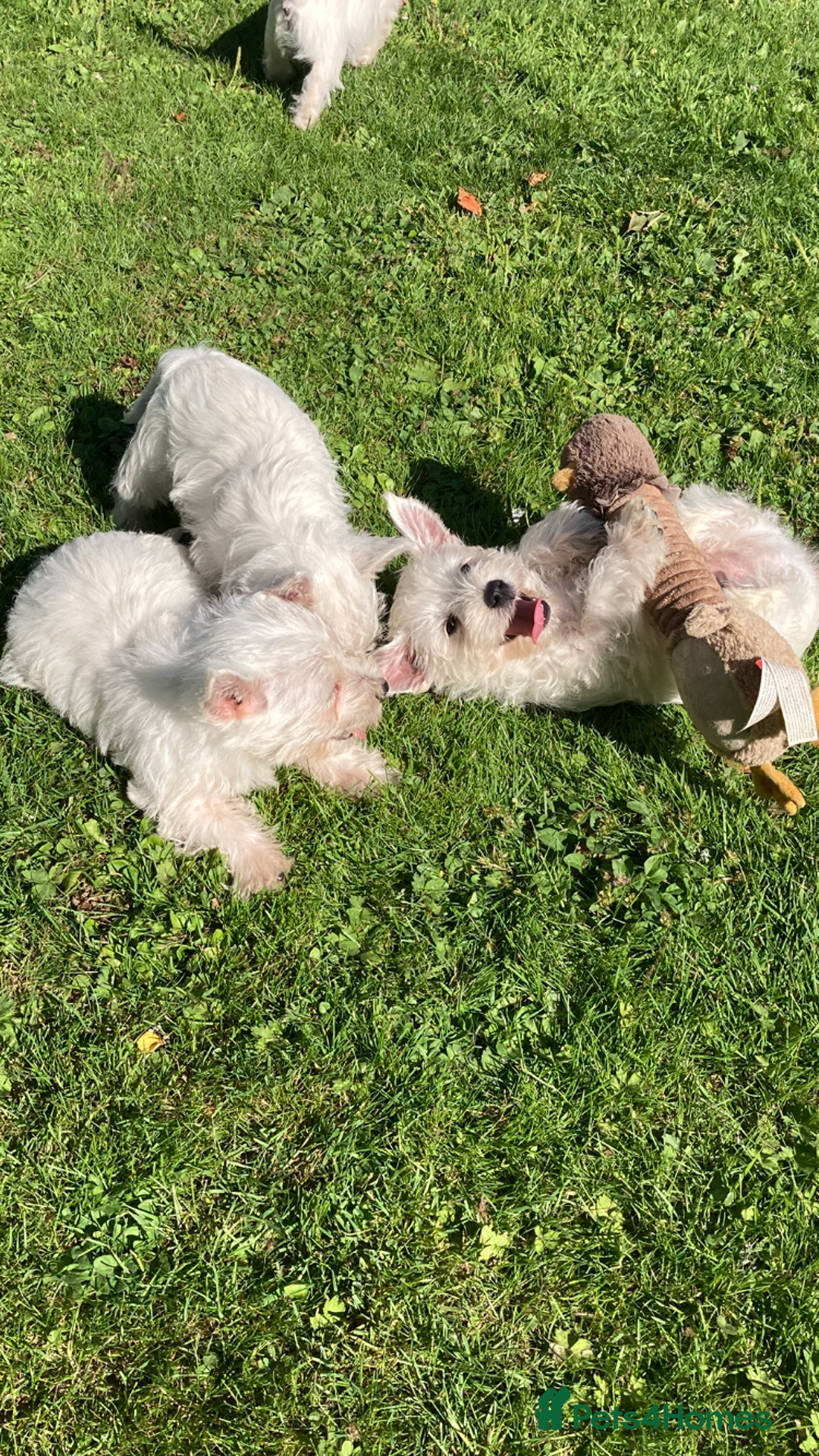 West Highland Terrier dogs for sale: Beautiful Westhighland White Terriers - Image 9