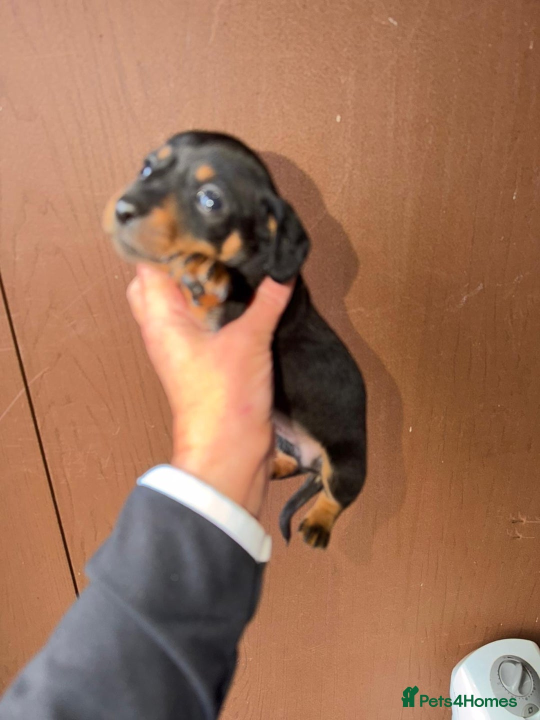 Miniature Dachshund dogs for sale: Mini dachshund puppy’s  - Advert 3