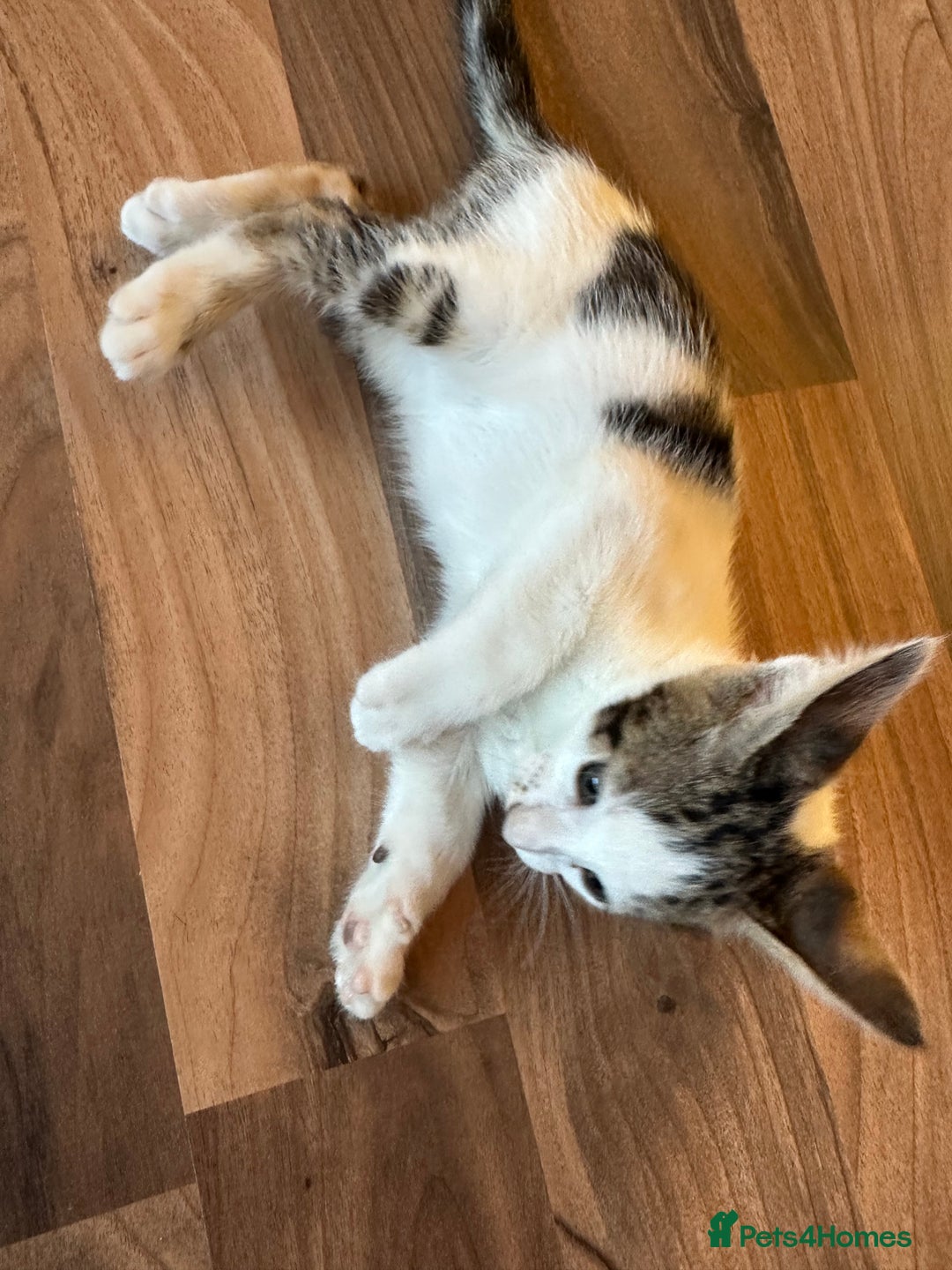 Mixed Breed cats for sale: Crossed Between Oriental short hair & White Bengal - Advert 35