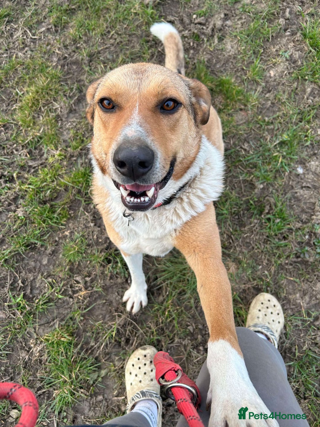 Mixed Breed dogs for adoption: MARSHALL the Marvellous - Image 12