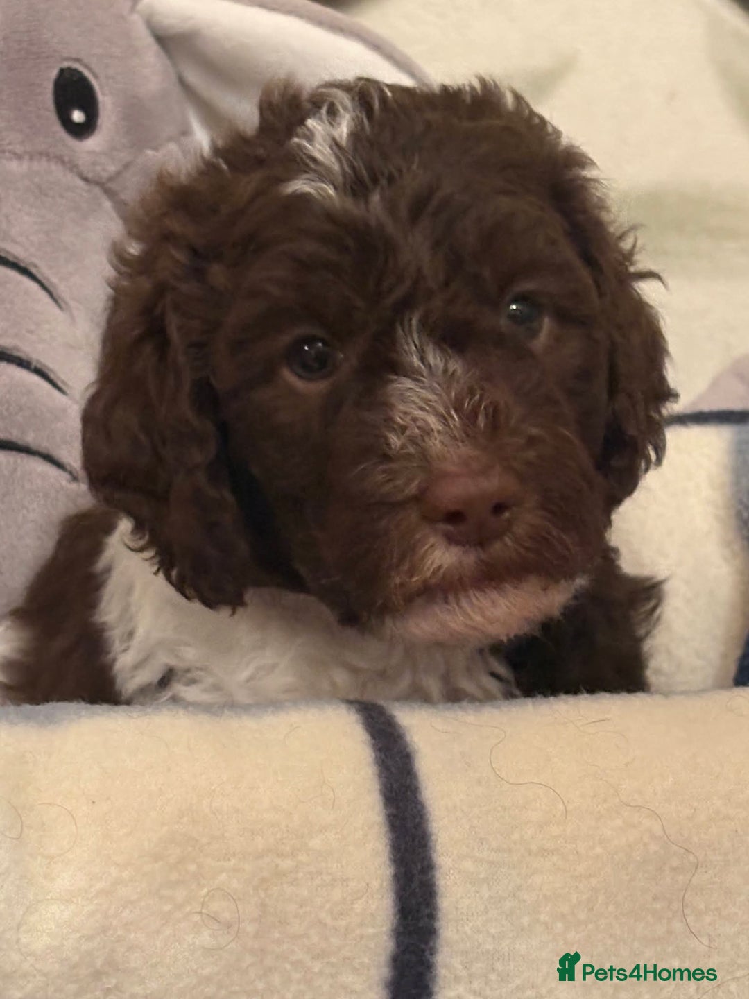 Labradoodle dogs for sale: Lovable F3B Parti Labeadoodle Puppies  - Advert 6