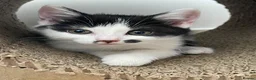 Mixed Breed cats for sale: Beautiful Half British Shorthair Kittens 🐾  - Advert 8