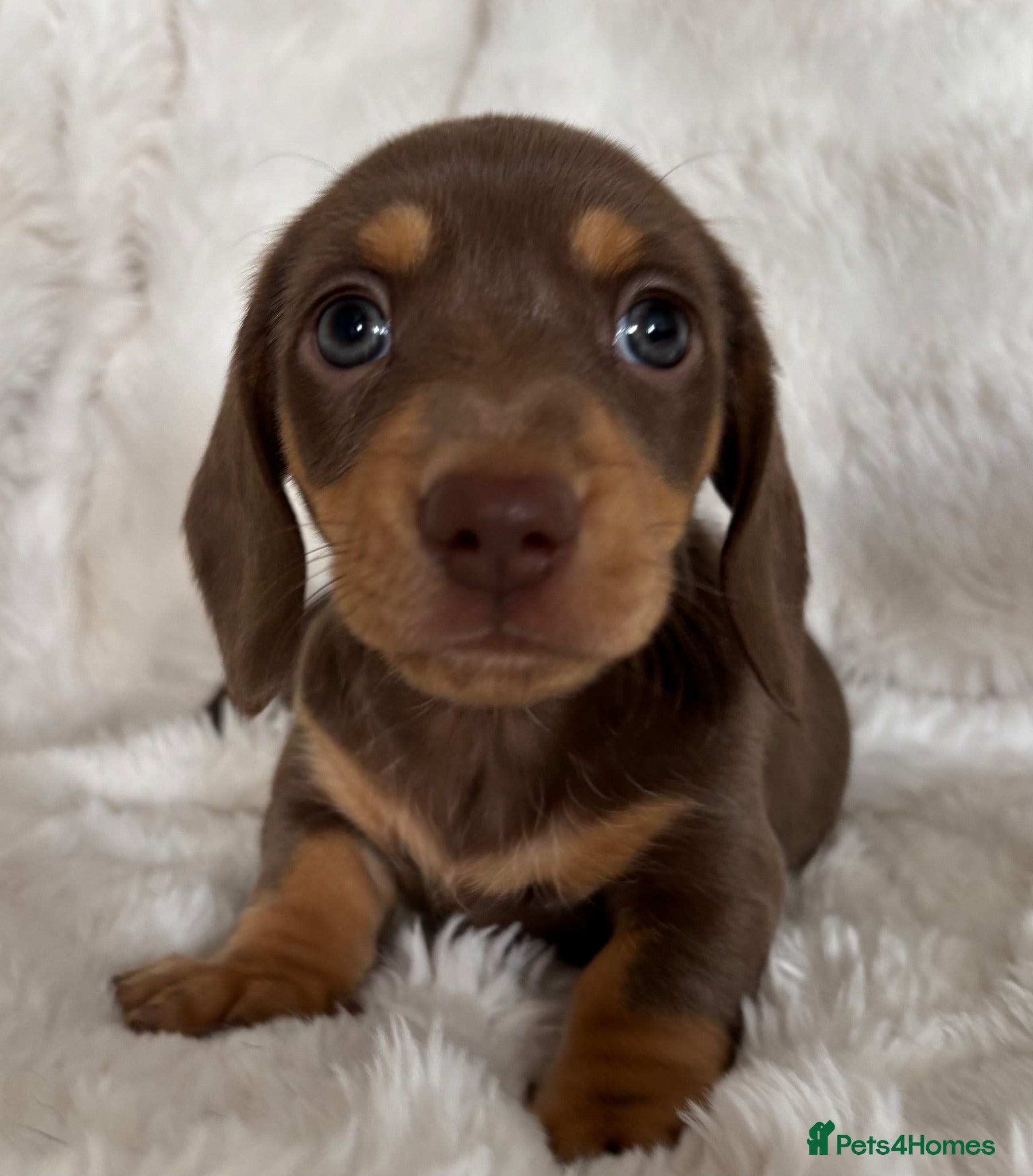 Miniature Dachshund dogs Miniature Dacshund’s  - Advert 1