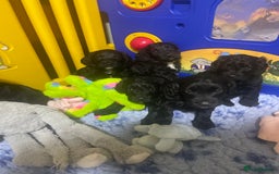Sproodle dogs for sale: F1 Miniature Sproodles from Health Tested Parents. - Image 1