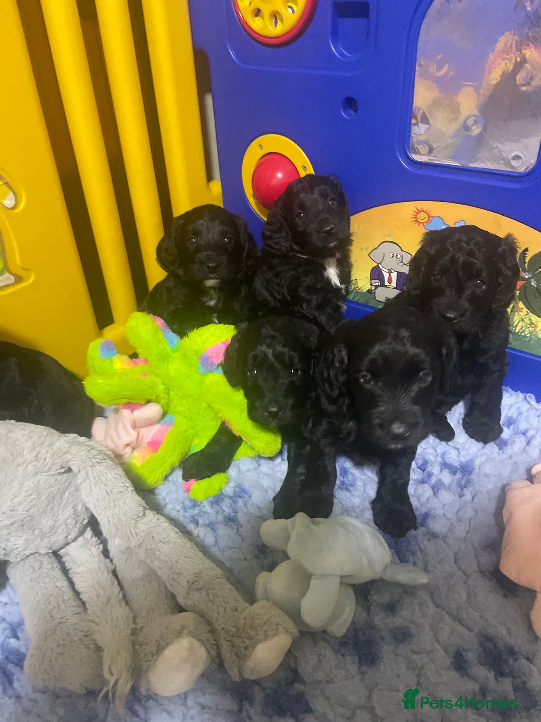 Sproodle dogs for sale: F1 Miniature Sproodles from Health Tested Parents. - Image 1