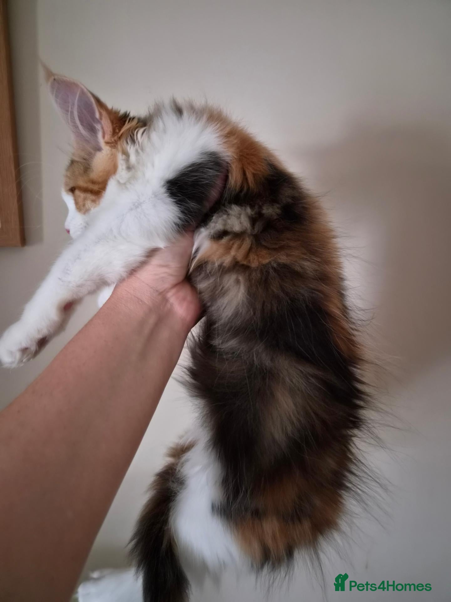 Maine Coon cats for sale: Beautiful Mainecoons  - Advert 2
