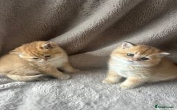 Scottish Fold cats for sale: Beautiful Gold Chinchilla babies  - Advert 33