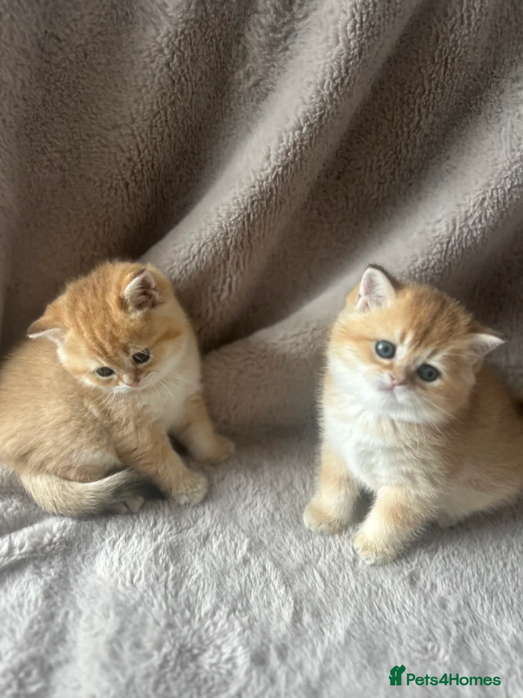 Scottish Fold cats for sale: Beautiful Gold Chinchilla babies  - Advert 35
