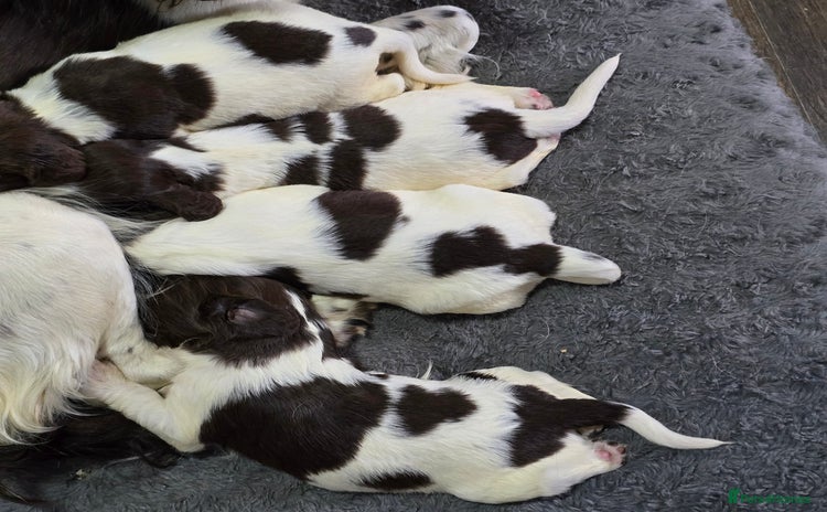 English Springer Spaniel dogs - Advert 5