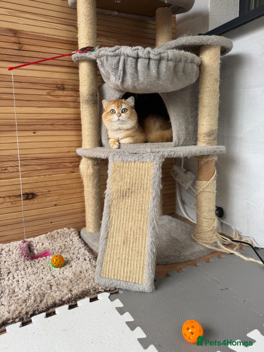 British Shorthair cats for stud: ⭐️⭐️⭐️⭐️⭐️Exceptional Pedigree Line - Advert 7