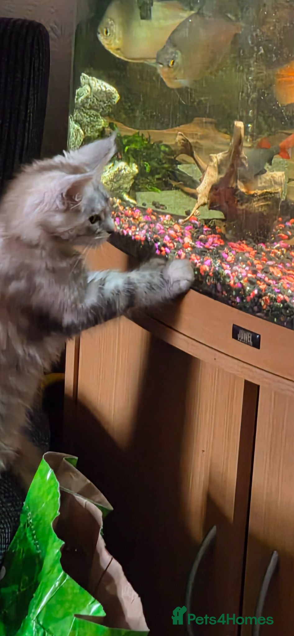 Maine Coon cats Last Stunning Tica Registered girl left for Sale - Advert 1