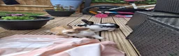 Rex rabbits for sale: Rabbits and indoor hutch for sale. in Nottingham - Advert 2