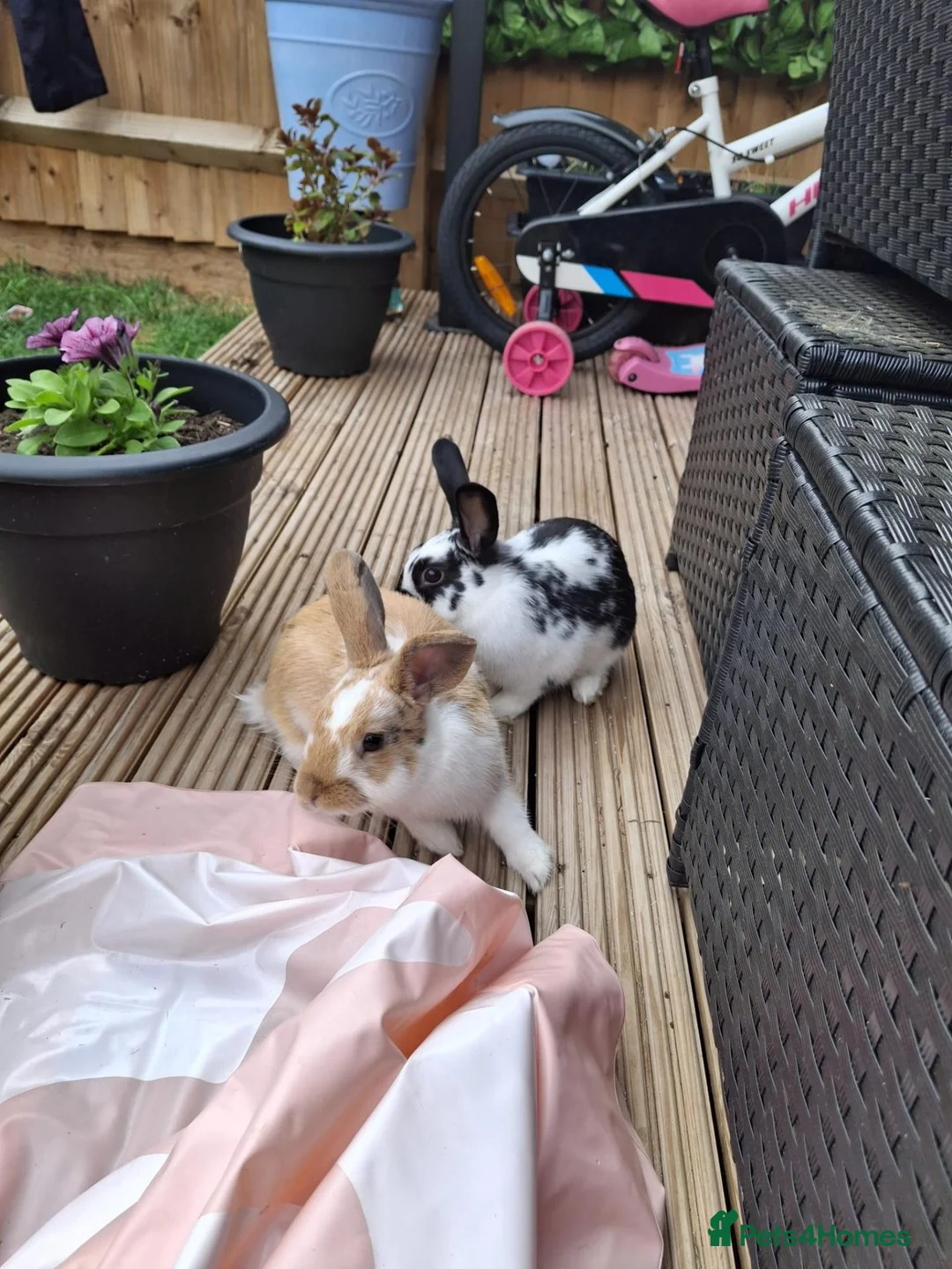 Rex rabbits for sale: Rabbits and indoor hutch for sale. in Nottingham - Advert 2