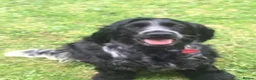 Cocker Spaniel dogs for sale: Blue roan cocker spaniels  - Advert 6