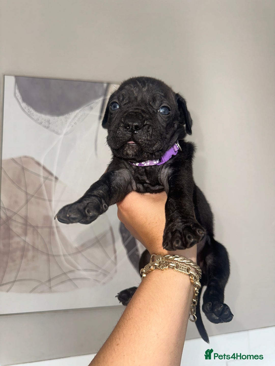Cane Corso dogs for sale: Pure breed cane corso  - Image 11