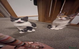 Maine Coon cats for sale: 😽 Cuddly Maine coon kittens 😽 in Preston - Image 38