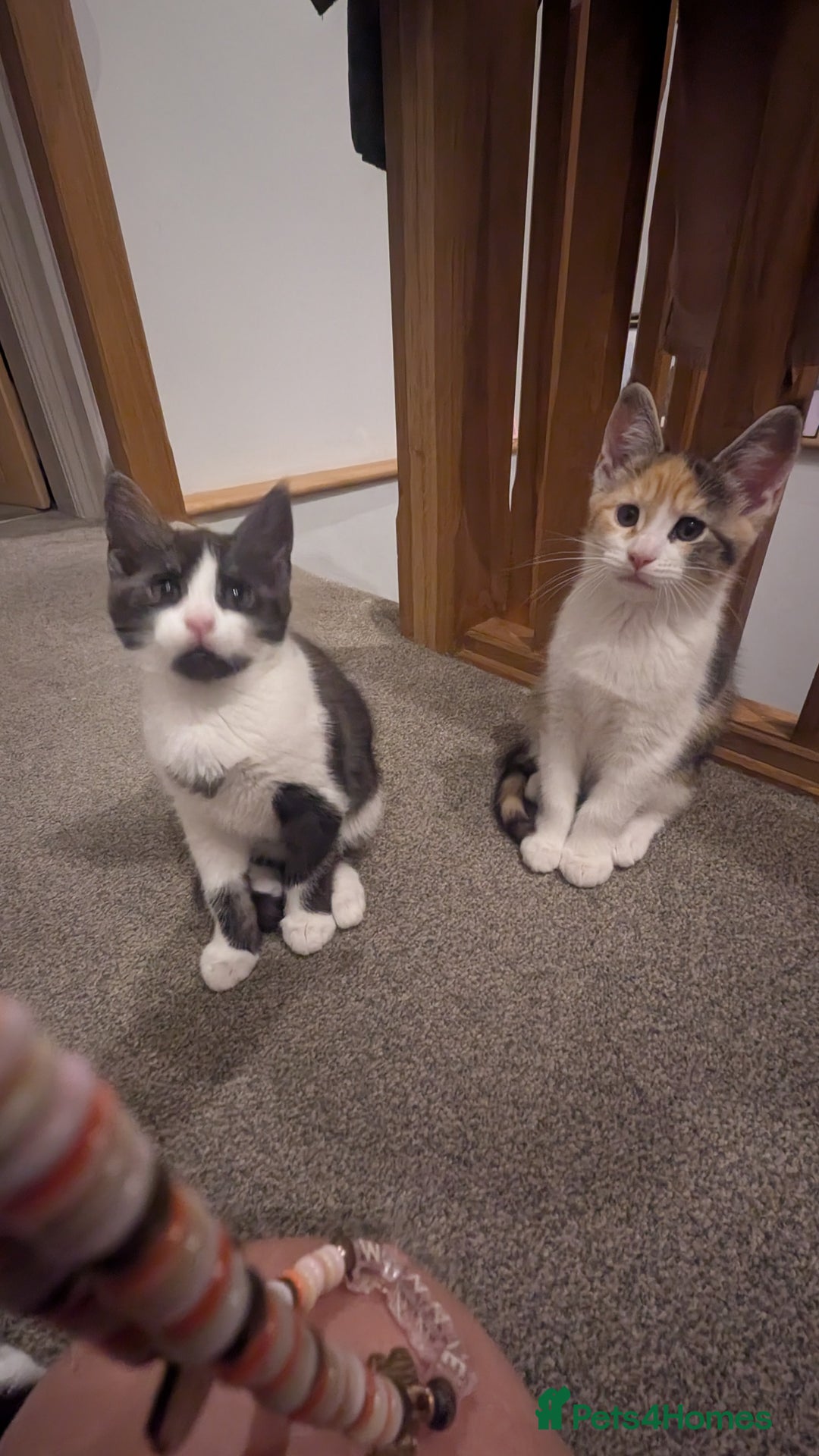 Maine Coon cats for sale: 😽 Cuddly Maine coon kittens 😽 in Preston - Image 38