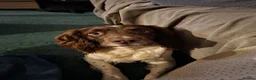 English Springer Spaniel dogs for stud: Liver/white KC registered springer stud - Advert 4