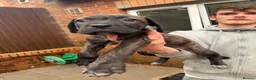 Cane Corso dogs for sale: Cane corso puppies  - Advert 10