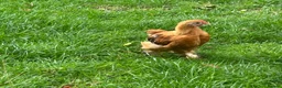 Chickens poultry for sale: Young cockerals in Marlborough - Advert 2