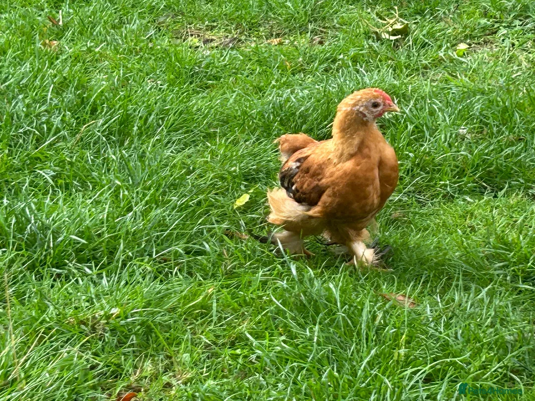 Chickens poultry for sale: Young cockerals in Marlborough - Advert 2