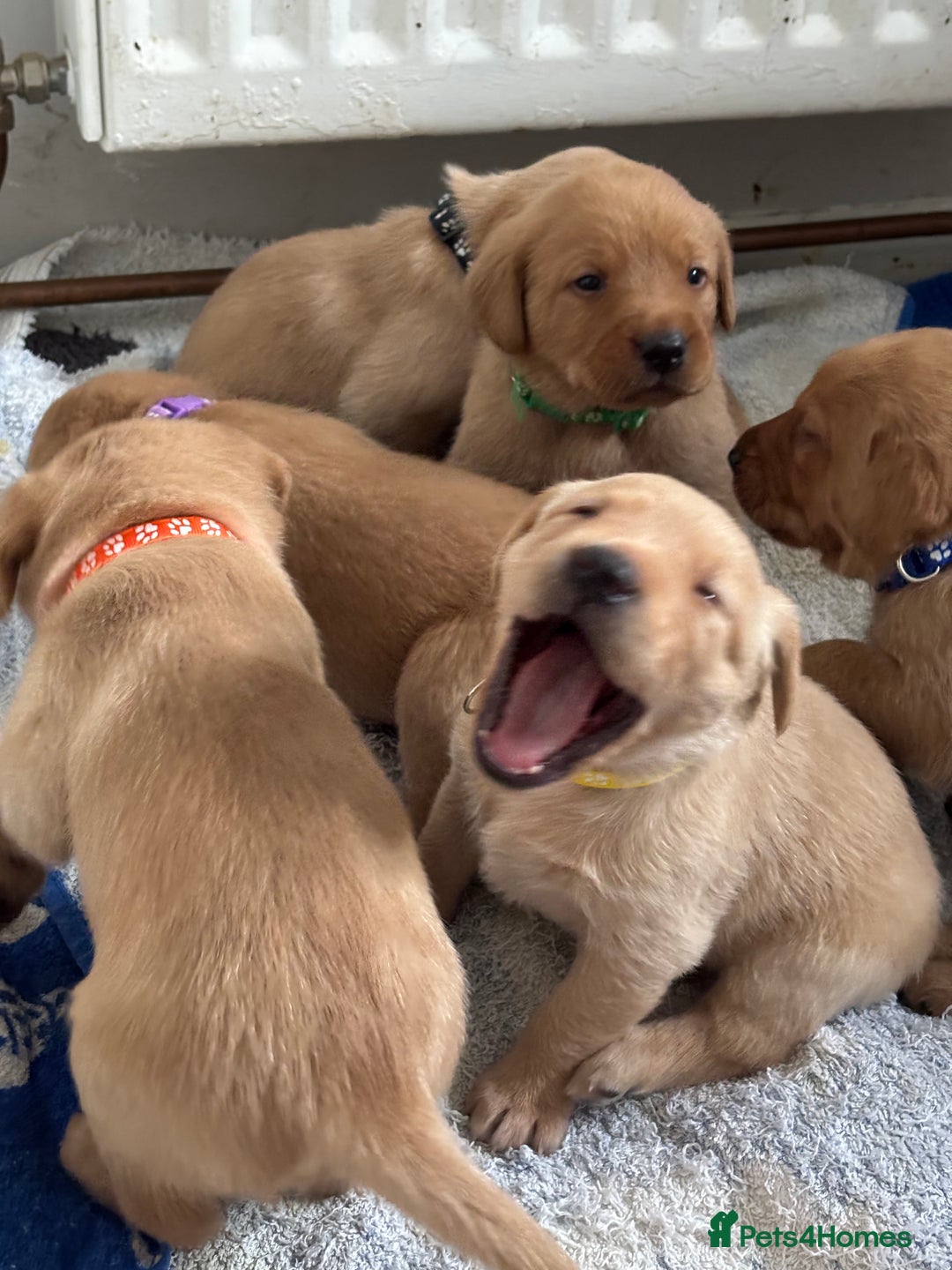 Labrador Retriever dogs for sale: KENNEL CLUB REGISTERED LABRADOR PUPPIES  - Advert 6