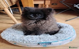 Pomeranian dogs for sale: Pom puppys with Kc reg , pedigree for sale in Taunton - Image 25