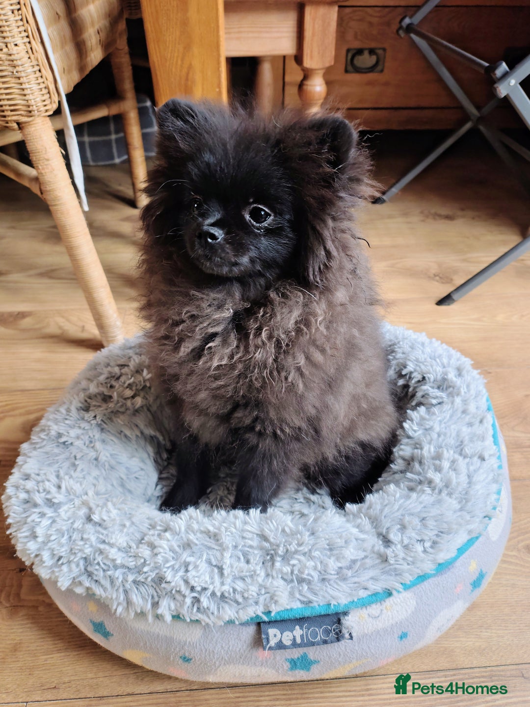 Pomeranian dogs for sale: Pom puppys with Kc reg , pedigree for sale in Taunton - Image 25