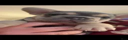 French Bulldog dogs for sale: French bulldogs  - Advert 3