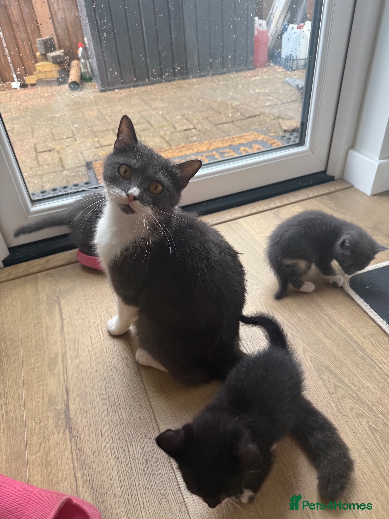 British Shorthair cats for sale: Beautiful mixed breed kittens  in Loughton - Advert 10