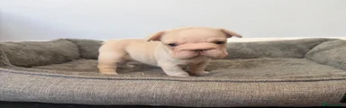 French Bulldog 4