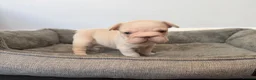 French Bulldog dogs for sale: Exotic French bulldog puppies/Health Tested Parent in Stoke-on-Trent - Advert 4