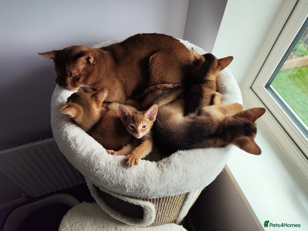 Abyssinian cats for sale: Beautiful Abyssinian Kittens 🐈 - Advert 14