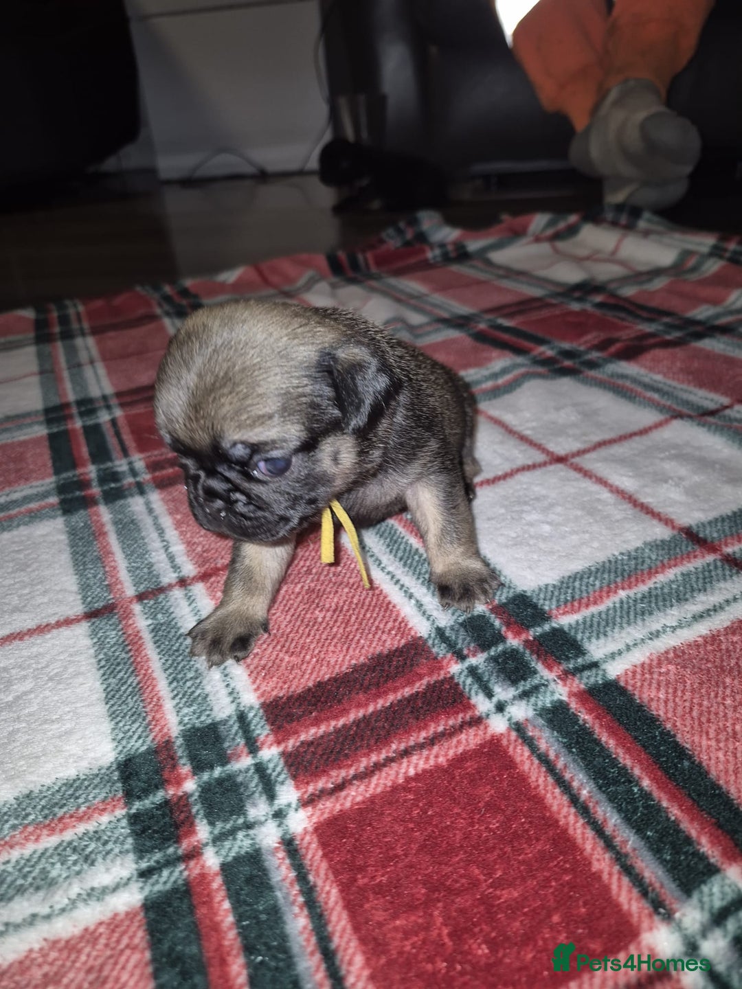 Pug dogs for sale: Pug puppies 🐶  - Image 19