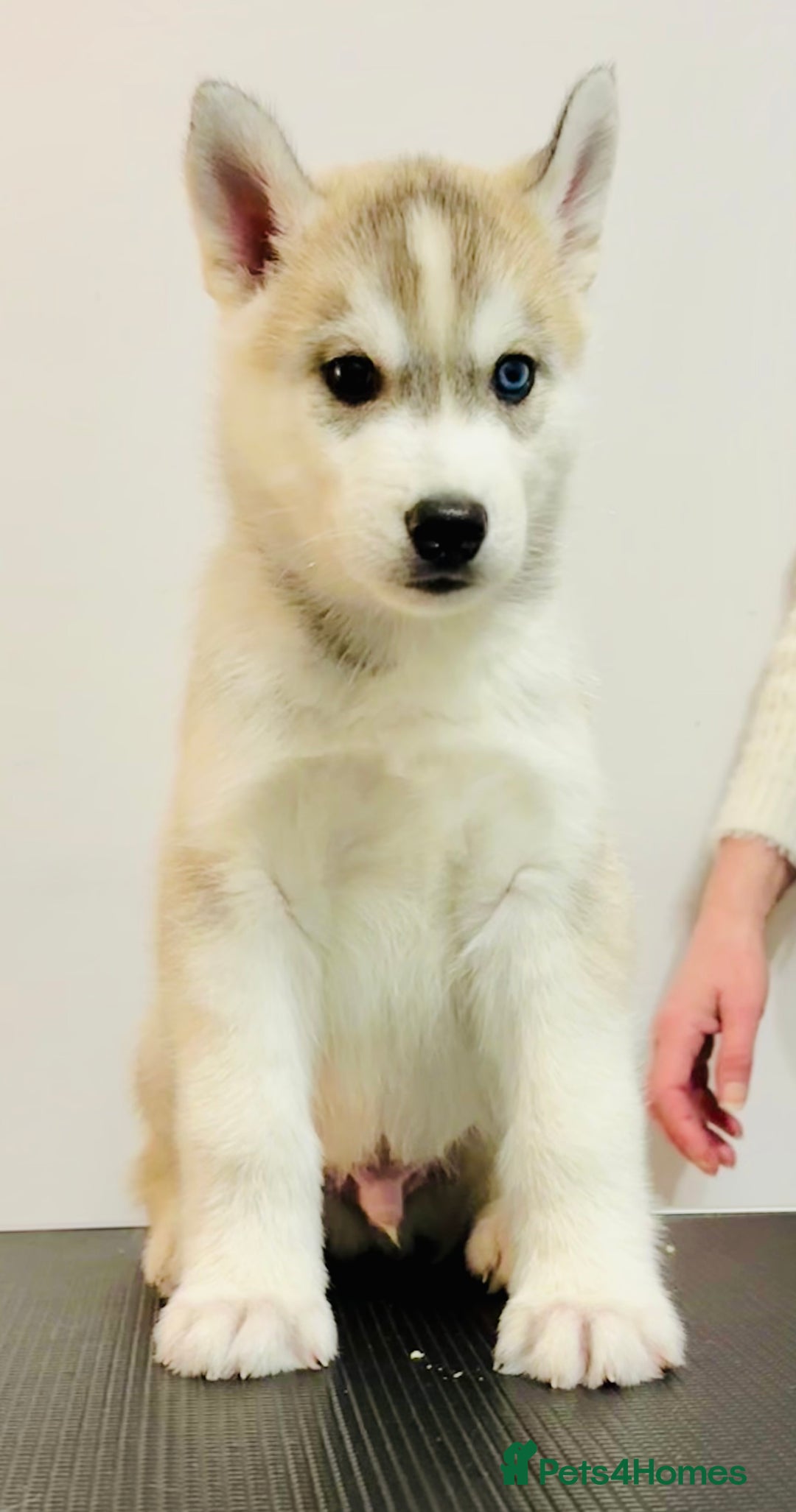 Siberian Husky dogs for sale: Beautiful Siberian Husky - Image 14