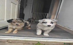 Mixed Breed dogs for sale: Border Collie X German Shepherd Puppies - Image 1