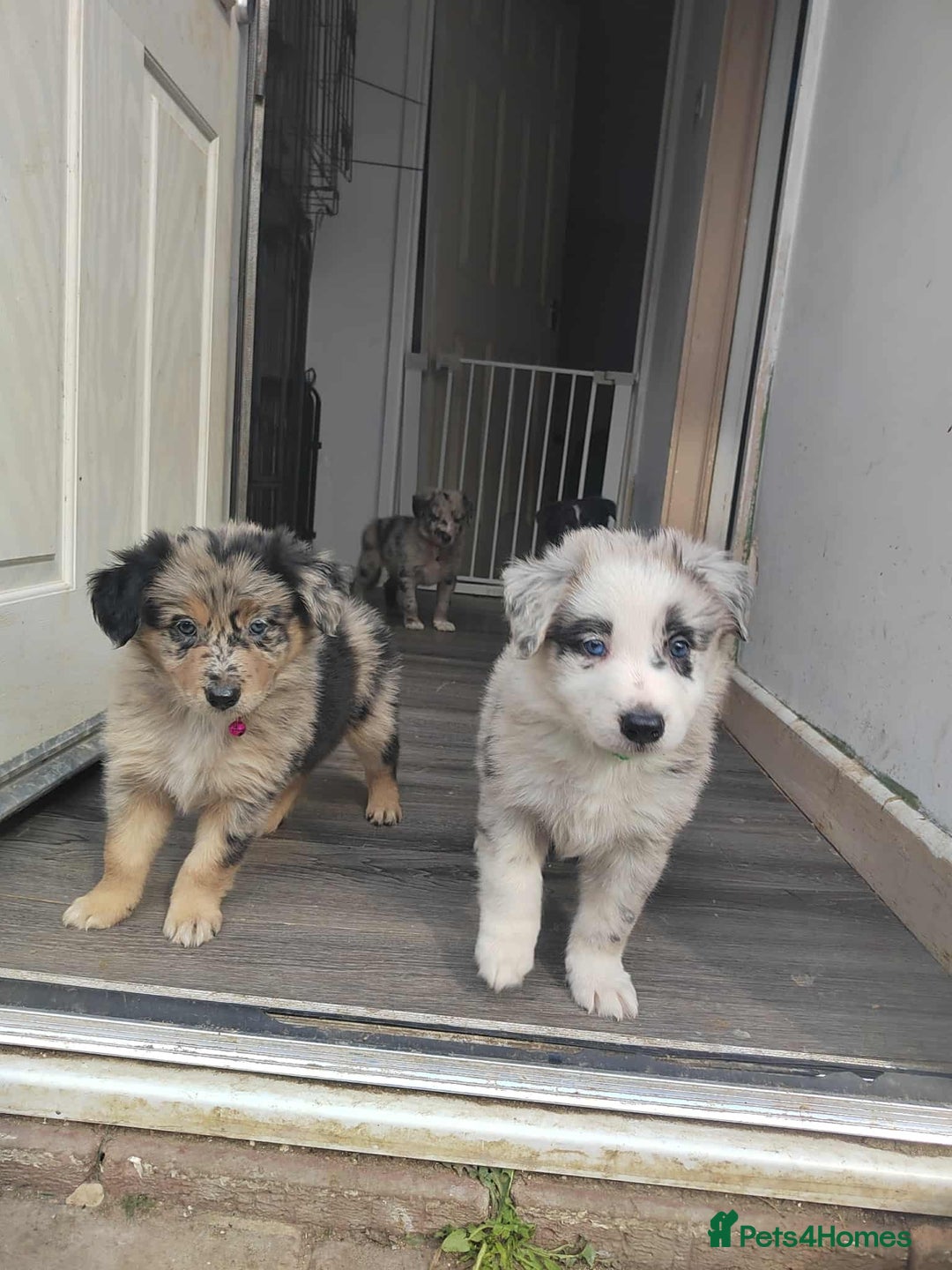 Mixed Breed dogs for sale: Border Collie X German Shepherd Puppies - Image 1