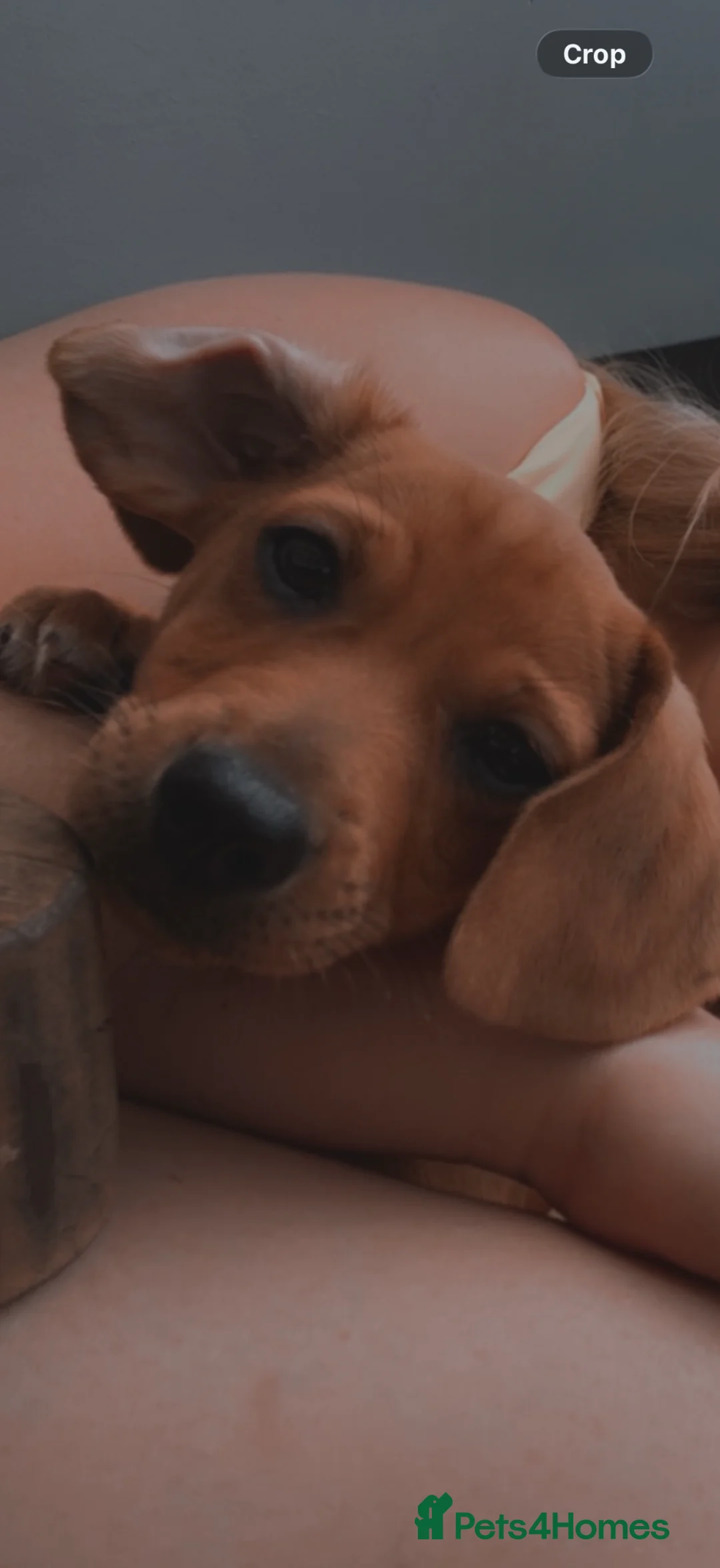 Jackshund dogs for sale: Searching for the Perfect Forever Home for Lucky  - Advert 2