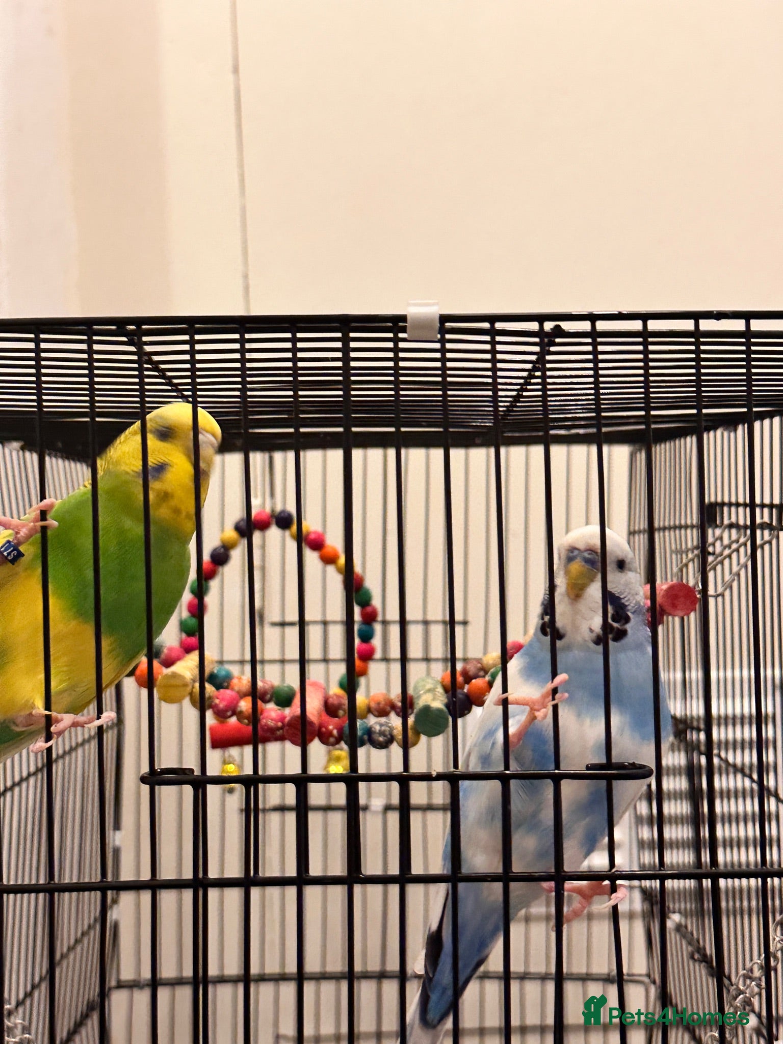 Budgerigars birds 2 budgies 1 male 1 female - Advert 2