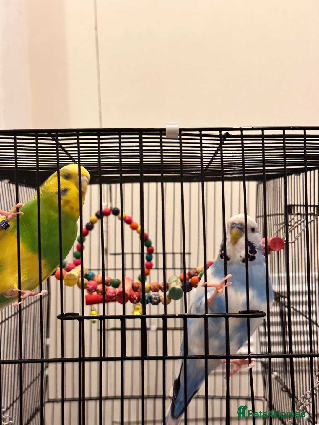 Budgerigars birds for sale: 2 budgies 1 male 1 female - Advert 1