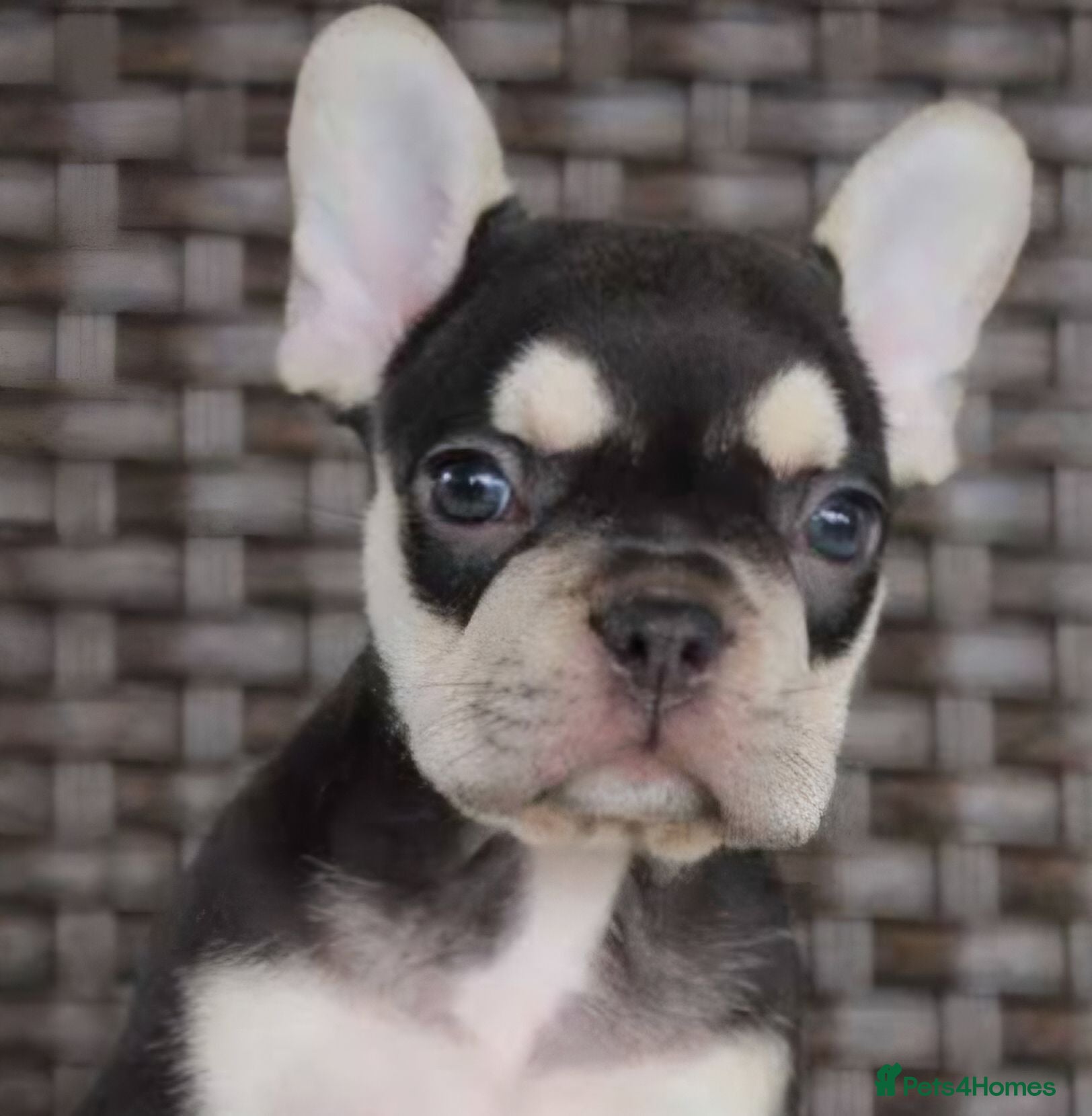 French Bulldog dogs French bulldog dog puppies  - Advert 10