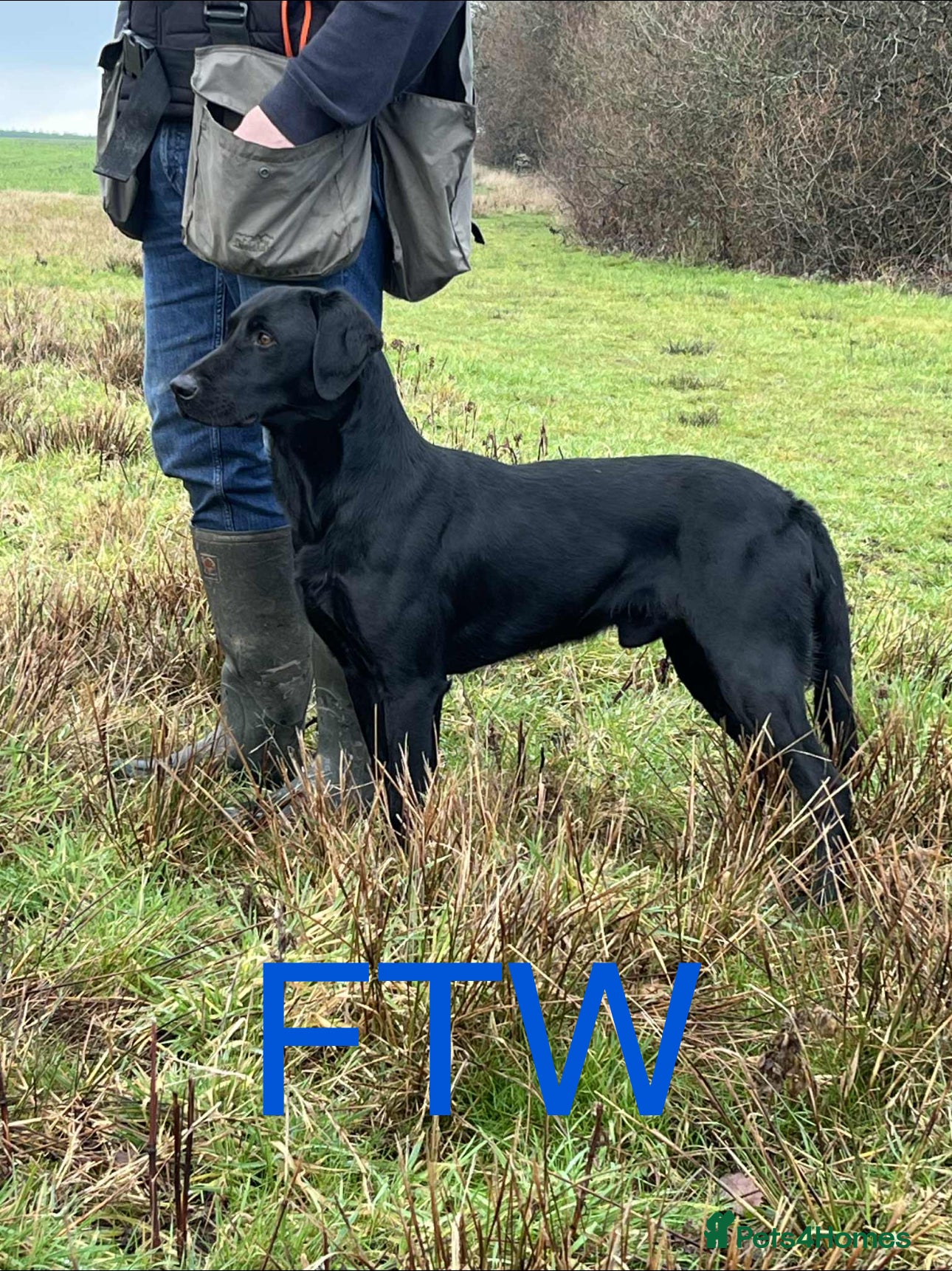 Labrador Retriever dogs KC reg Labrador puppies  - Advert 1