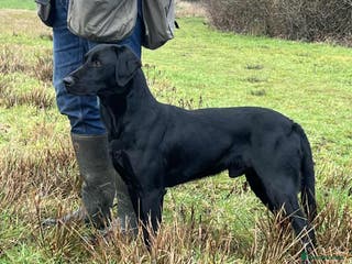 Labrador Retriever dogs KC reg Labrador puppies - Advert 1