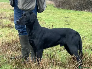 Labrador Retriever dogs KC reg Labrador puppies - Advert 6