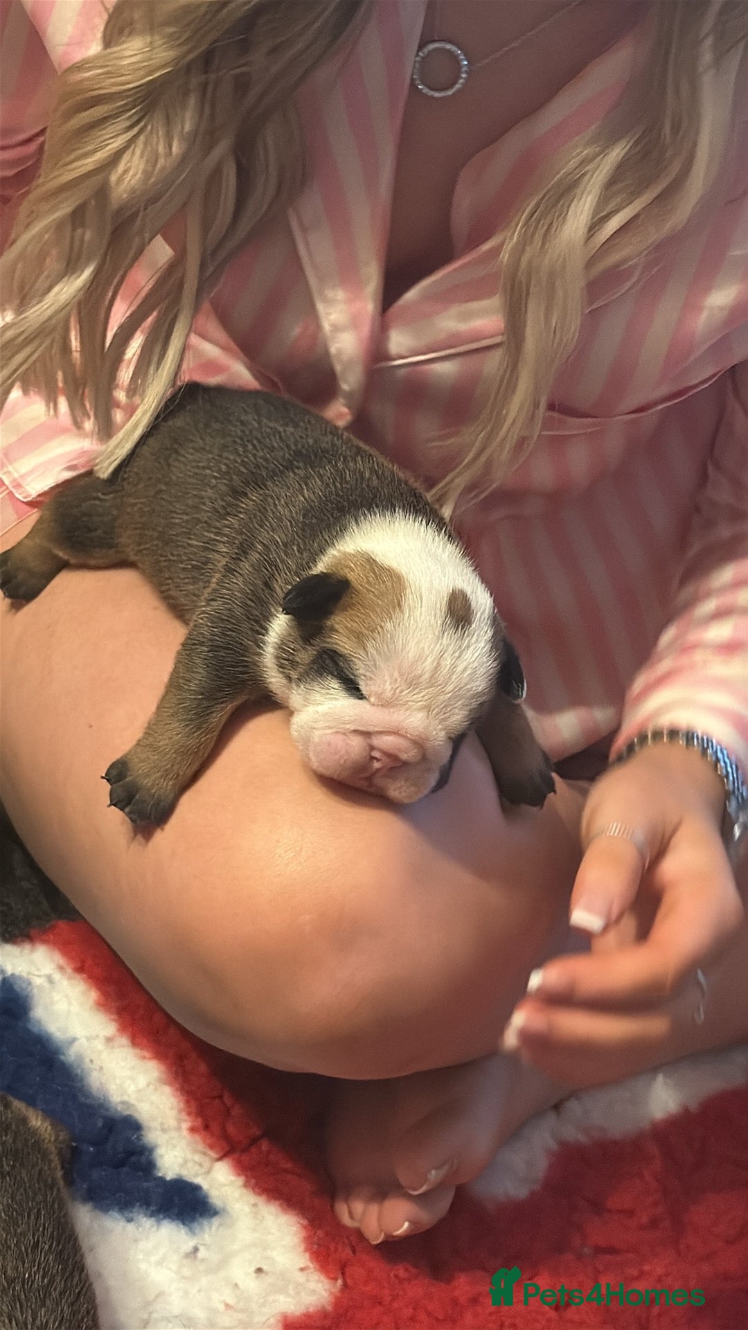English Bulldog dogs for sale: Traditional English Bulldog Puppies  - Image 21