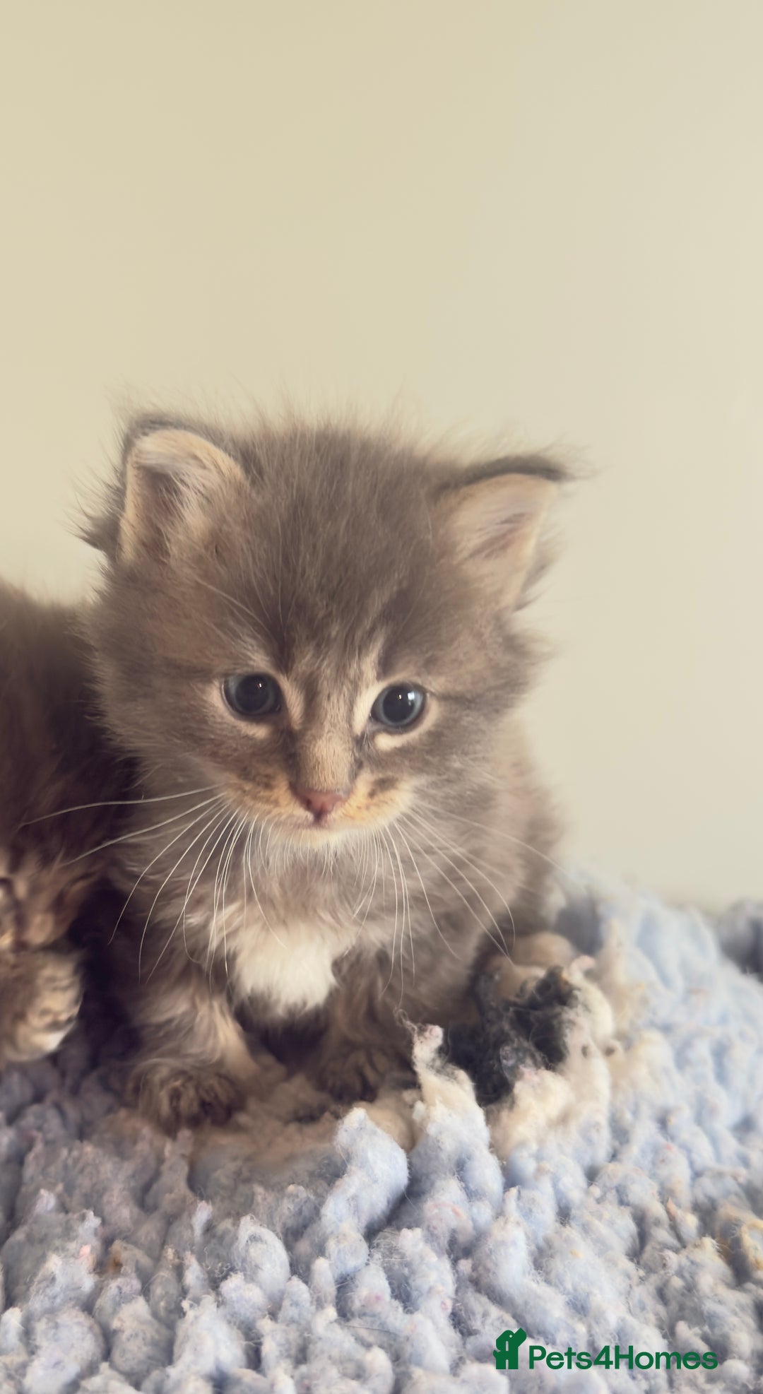 Maine Coon cats for sale: Plush PusZ XXL TICA registered Maine Coon Kittens - Advert 15