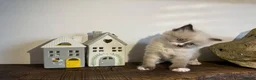 Ragdoll cats for sale: Beautiful Purebred Ragdoll Kittens  - Advert 7