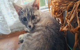 Mixed Breed cats for sale: kittens for sale - Image 3