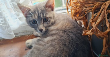 Mixed Breed cats - Advert 1