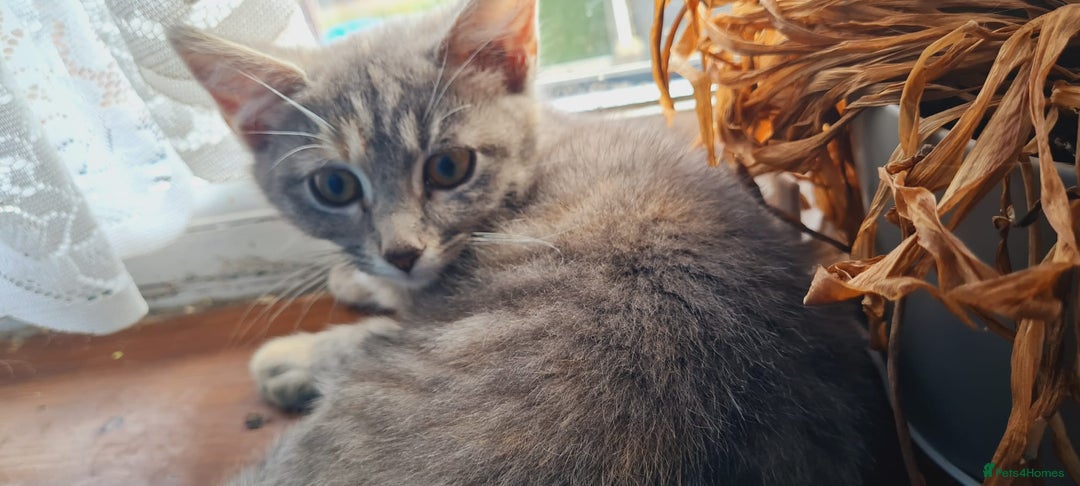 Mixed Breed cats for sale: kittens for sale - Image 3